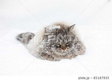 Neva Masquerade colorpoint Siberian cat in snow 85187935