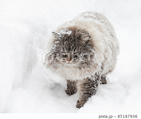 Neva Masquerade colorpoint Siberian cat in snow 85187936