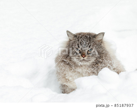 Neva Masquerade colorpoint Siberian cat in snow 85187937