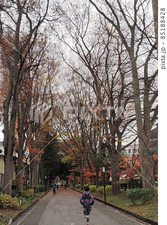 秋晴の朝の参道の風景（さいたま） 85188428