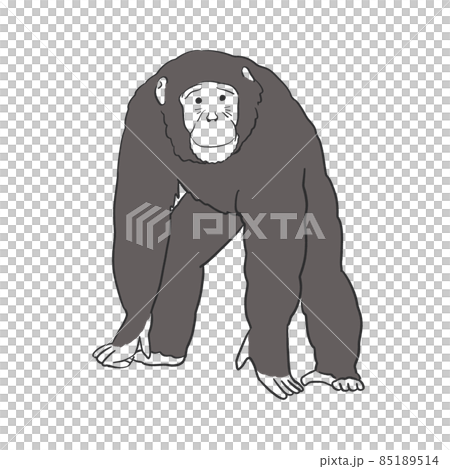 面向前方的黑猩猩 面向前方的黑猩猩 85189514