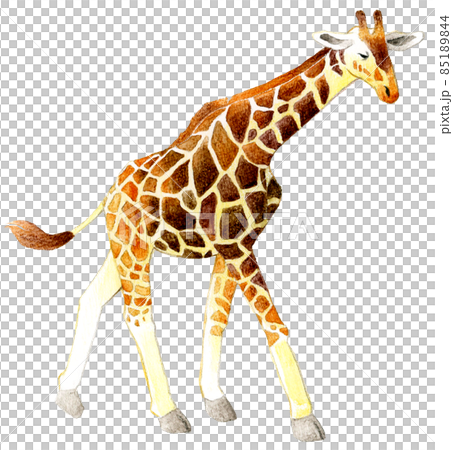 歩くキリンの横向きのイラスト 手描き水彩イラスト素材 歩くキリンの横向きのイラスト 手描き水彩イラスト素材 85189844