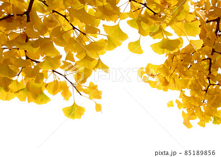 イチョウ並木黄色く紅葉し、逆光の光を通して黄色く輝く参道を散歩する イチョウ並木黄色く紅葉し、逆光の光を通して黄色く輝く参道を散歩する 85189856
