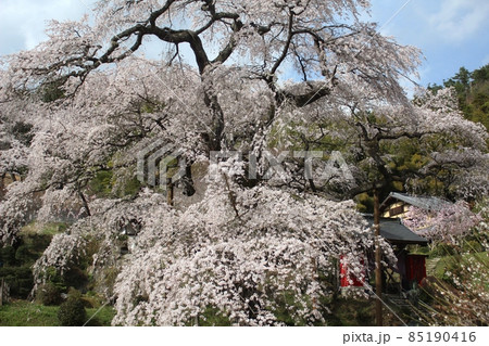 青空の下満開のしだれ桜 常陸太田市泉福寺 青空の下満開のしだれ桜 常陸太田市泉福寺 85190416