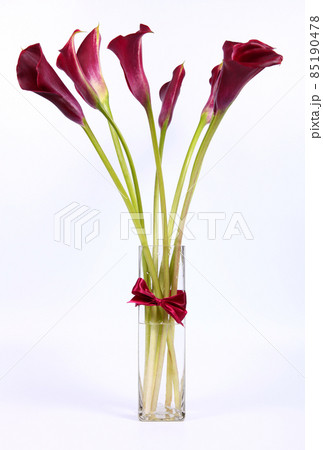 Burgundy calla lilies in a glass vase Burgundy calla lilies in a glass vase 85190478