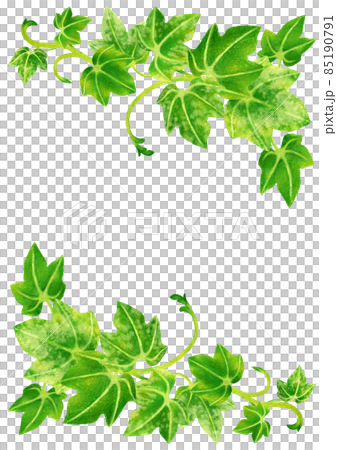 Fresh green ivy colored pencil drawing illustration frame Fresh green ivy colored pencil drawing illustration frame 85190791