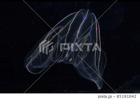 カブトクラゲ 85191042