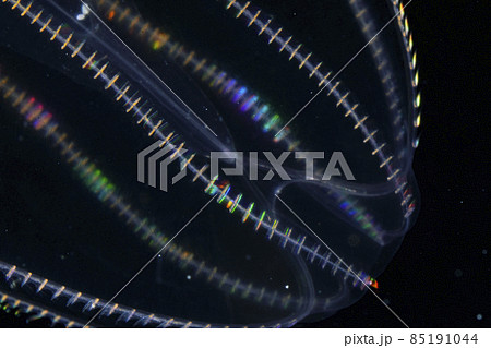 カブトクラゲ 85191044
