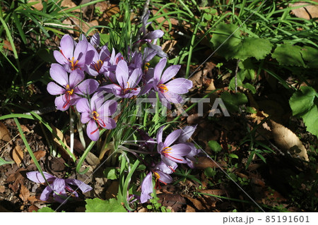 初冬に咲く、紫色のサフランの花 初冬に咲く、紫色のサフランの花 85191601
