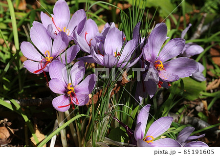 初冬に咲く、紫色のサフランの花 85191605