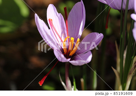 初冬に咲く、紫色のサフランの花 初冬に咲く、紫色のサフランの花 85191609