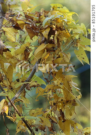 黄色から茶色に紅葉してきた、ジネンジョの葉 黄色から茶色に紅葉してきた、ジネンジョの葉 85191705