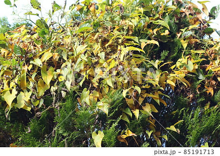 黄色から茶色に紅葉してきた、ジネンジョの葉 黄色から茶色に紅葉してきた、ジネンジョの葉 85191713