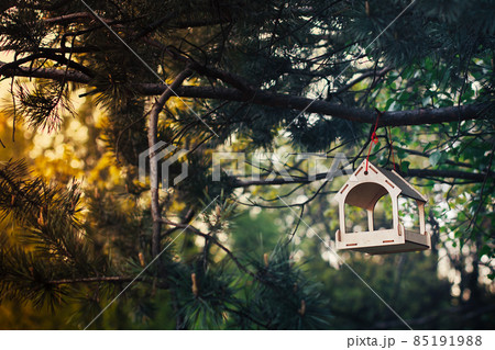 Feeder for birds and squirrels in autumn spruce forest. Sunlight from the side. Feeder for birds and squirrels in autumn spruce forest. Sunlight from the side. 85191988