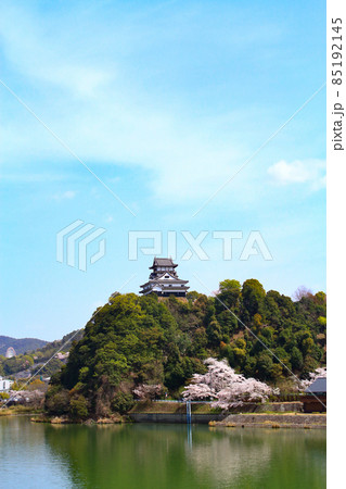 春の犬山市、犬山城と桜の風景 春の犬山市、犬山城と桜の風景 85192145