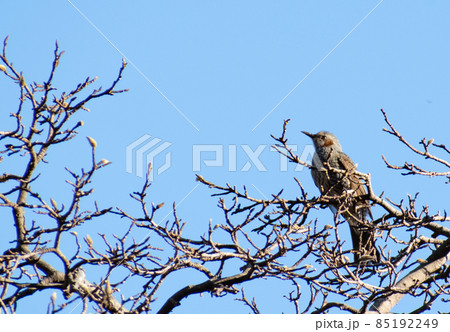 青空を見上げる木の上のヒヨドリ 85192249