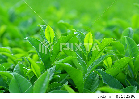 新茶 85192596