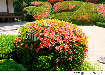 【瀬戸内三十三観音霊場】第十三番　頼久寺の玉仕立てのサツキが咲く庭園2　岡山県高梁市 85192624