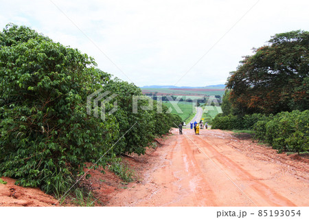 ブラジルのコーヒー農園と土道 ブラジルのコーヒー農園と土道 85193054