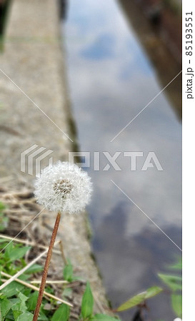 道端のタンポポ・綿帽子・まん丸・ポートレート・撮影・背景ぼかし・コピースペース・初夏・5月・新しい命 85193551