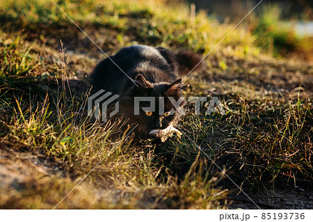 Homeless hungry black cat catching fish with fisherman on the river bank. Stray hungry black cat gets food 85193736