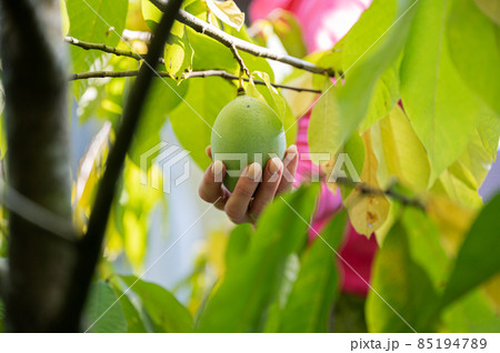 Female hand holding ripening asimina fruit 85194789