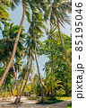 Island road with palm trees, Maldives 85195046