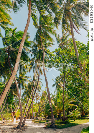 Island road with palm trees, Maldives 85195046