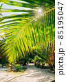 Sun shines through the palm leaf, Maldives 85195047