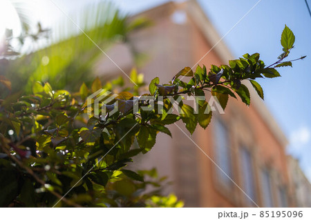 沖縄北谷アメリカンビレッジ 85195096