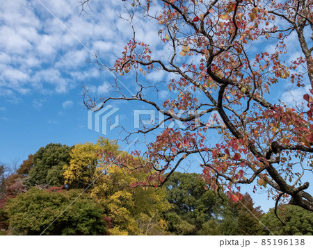 滋賀県大津市皇子が丘公園の秋 滋賀県大津市皇子が丘公園の秋 85196138