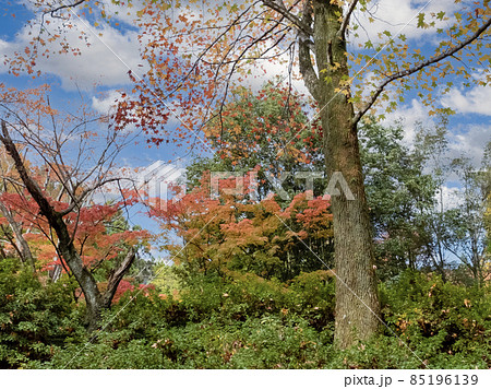 滋賀県大津市皇子が丘公園の秋 滋賀県大津市皇子が丘公園の秋 85196139
