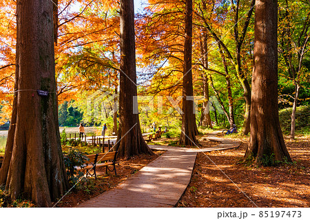 東京　石神井公園の紅葉 85197473