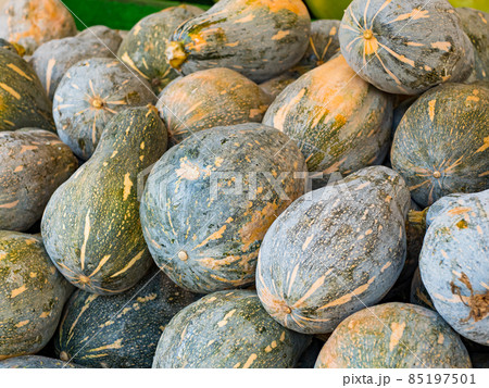 Pumpkin on farmer's market. Lots of various pumpkins. Yellow and green squash. Gathered autumn harvest 85197501