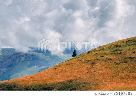 Minimalist landscape with a lone coniferous tree on a mountain slope and rocks in a thick fog.  Mountain alpine woodland. 85197585