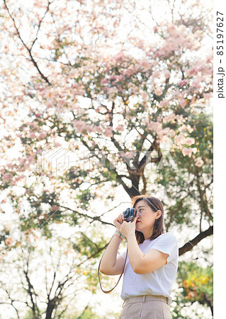 asian woman relax and take photo pink cherry blossom in spring season asian woman relax and take photo pink cherry blossom in spring season 85197627