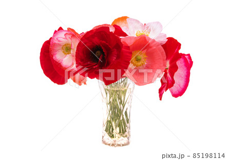 beautiful poppies isolated 85198114