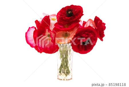 beautiful poppies isolated 85198118
