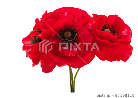 beautiful poppies isolated beautiful poppies isolated 85198119