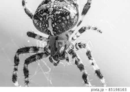 Big arachnid spider in its spiderweb waiting 85198163