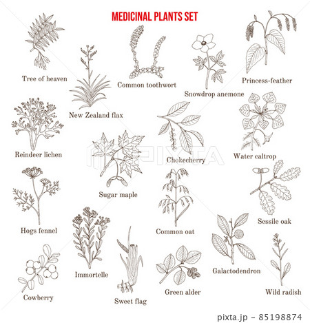 Medicinal plants collection 85198874