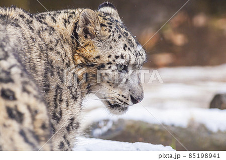 ユキヒョウ 雪豹 ユキヒョウの表情の写真素材 [85198941] - PIXTA