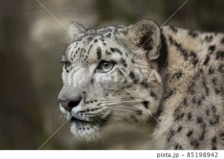 ユキヒョウ　雪豹　ユキヒョウの表情 85198942