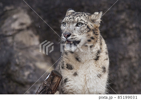 ユキヒョウ 雪豹 ユキヒョウの表情の写真素材 [85199031] - PIXTA