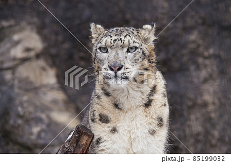 ユキヒョウ　雪豹　ユキヒョウの表情 85199032