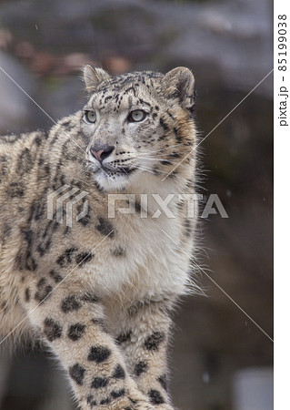 ユキヒョウ 雪豹 ユキヒョウの表情の写真素材 [85199038] - PIXTA