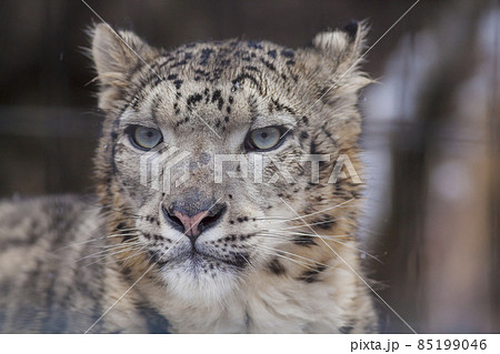 ユキヒョウ 雪豹 ユキヒョウの表情の写真素材 [85199046] - PIXTA