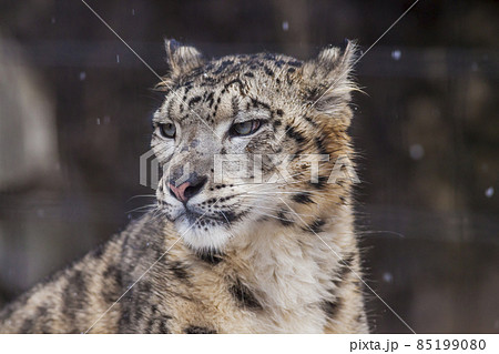 ユキヒョウ 雪豹 ユキヒョウの表情の写真素材 [85199080] - PIXTA