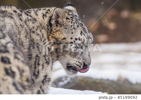 ユキヒョウ 雪豹 ユキヒョウの表情 ユキヒョウ 雪豹 ユキヒョウの表情 85199092