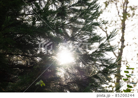 Sunbeams streaming through the pine trees and illuminating the young green foliage on the bushes in Sunbeams streaming through the pine trees and illuminating the young green foliage on the bushes in 85200244